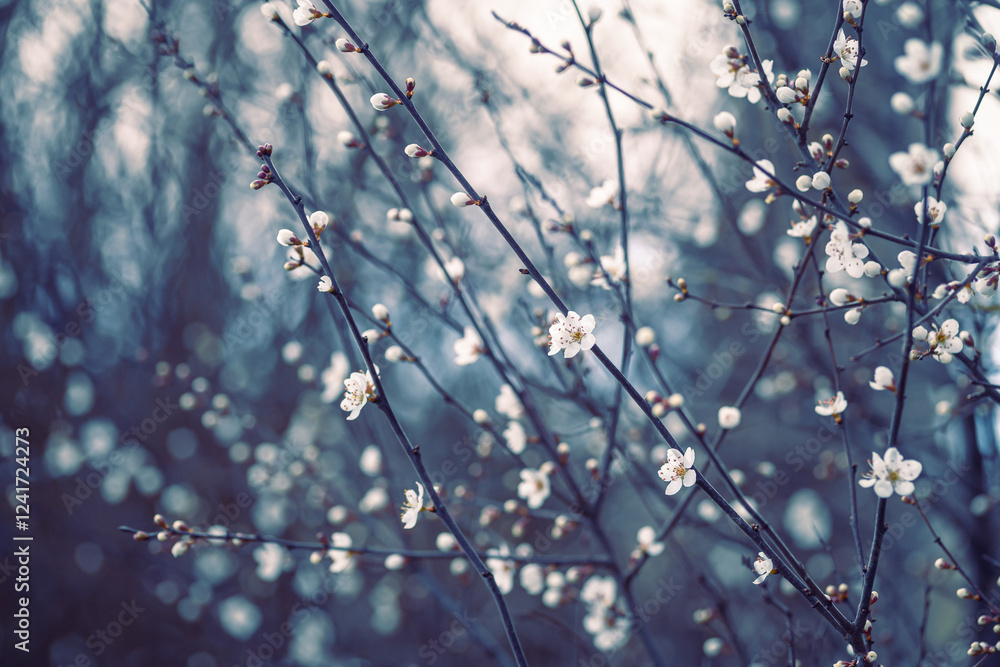 Cherry blossom art photography, idea of a springtime. First spring blooms Cherry blossom art photography, idea of a springtime. First spring blooms