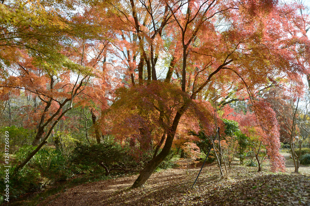 Fototapeta premium 森の紅葉 秋の彩り