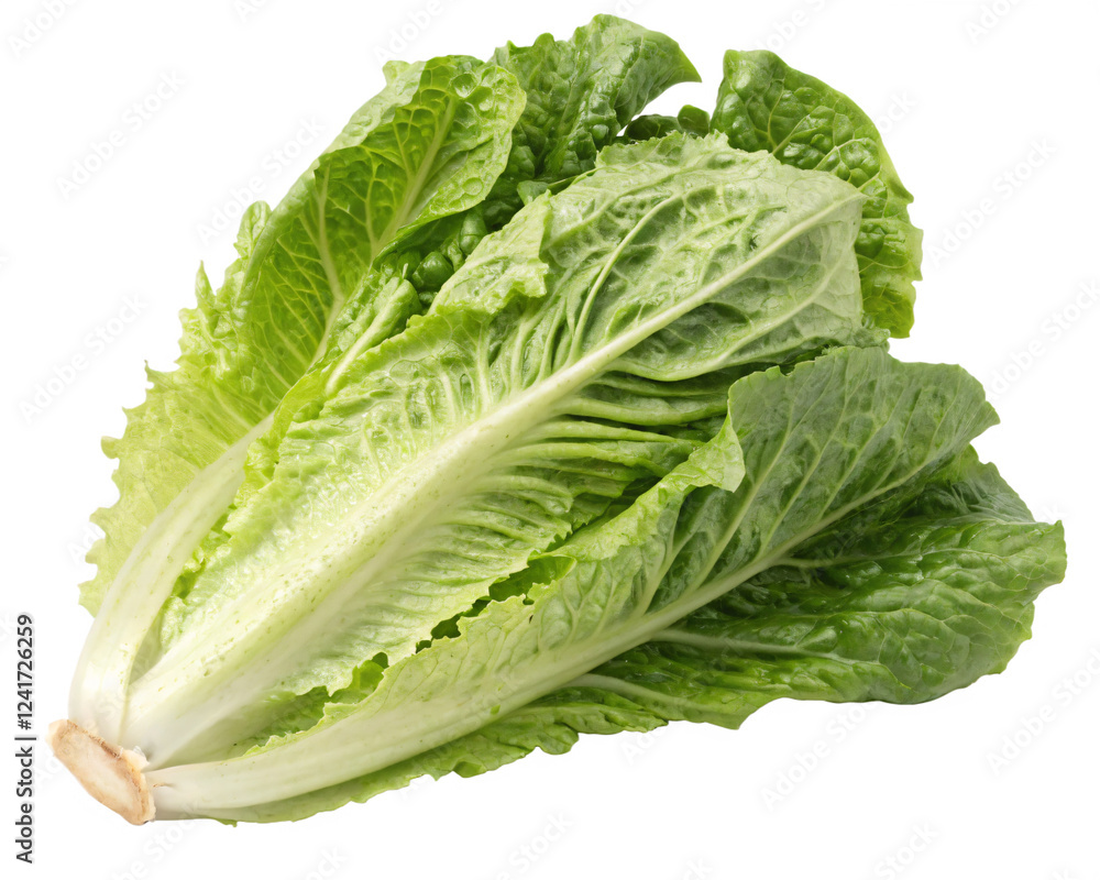 A head of romaine lettuce with crisp, elongated leaves and a fresh, green appearance. AI Generative A head of romaine lettuce with crisp, elongated leaves and a fresh, green appearance. AI Generative