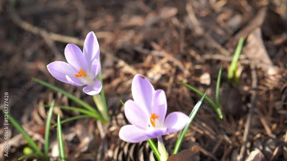 delicate lilac crocuses with yellow stamens and a bee waking up after hibernation in spring in a flower bed against the background of larch cones delicate lilac crocuses with yellow stamens and a bee waking up after hibernation in spring in a flower bed against the background of larch cones