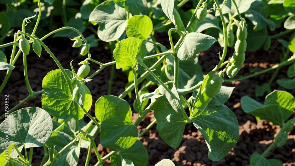close-up of a thriving pea field bathed in warm daylight. close-up of a thriving pea field bathed in warm daylight.