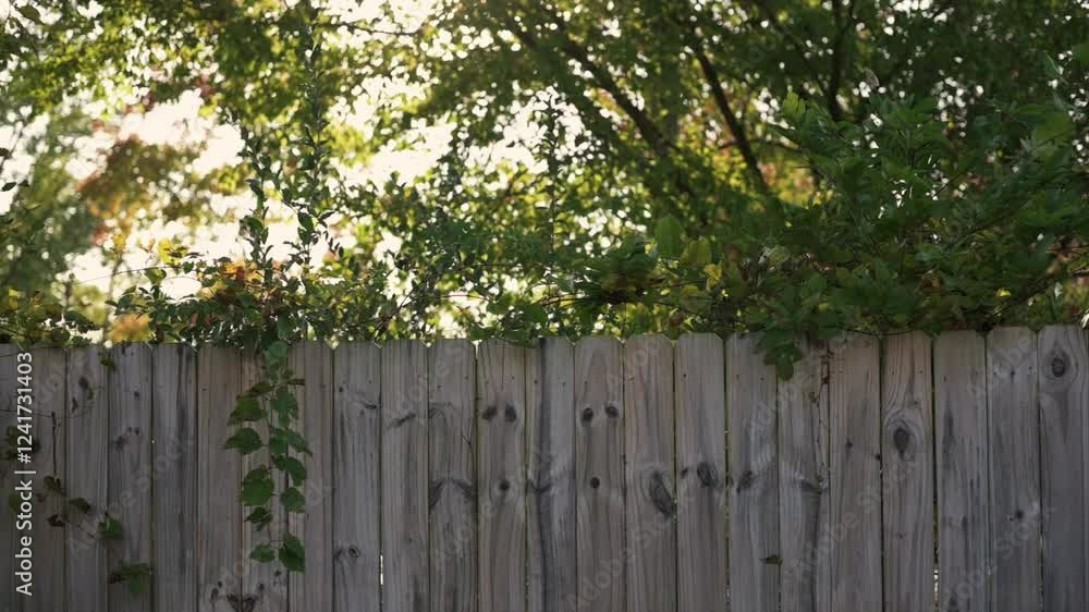 Sunlight Shining Over Wooden Fence Rustic wooden fence with green leaves climbing as sunlight filters through surrounding trees, creating serene backyard scene wooden fence Sunlight Shining Over Wooden Fence Rustic wooden fence with green leaves climbing as sunlight filters through surrounding trees, creating serene backyard scene wooden fence