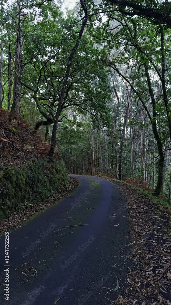 Serene Forest Road Curving Through Dense Greenery Serene Forest Road Curving Through Dense Greenery