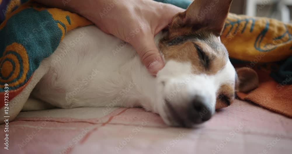 Sleepy dog is comfortably resting on soft surface while being gently petted by its owner in cozy home Sleepy dog is comfortably resting on soft surface while being gently petted by its owner in cozy home