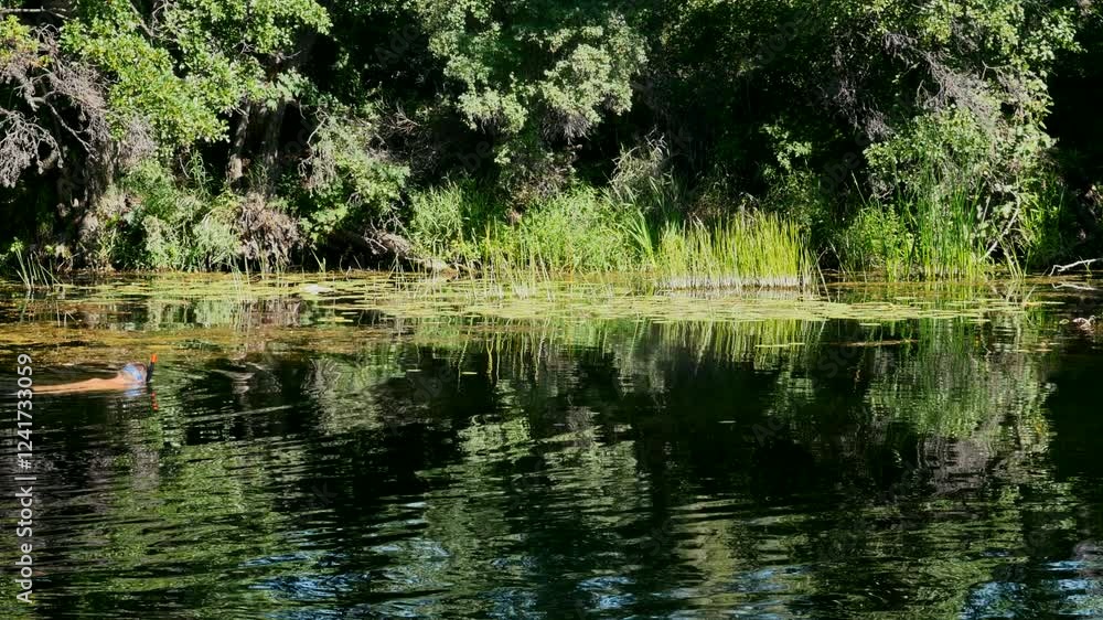 Man Snorkeling in a Forest Pond in Summer, Enjoying Nature's Serenity Man Snorkeling in a Forest Pond in Summer, Enjoying Nature's Serenity