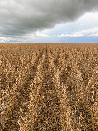 Soybeans cultivated in a no till system in Brazil.