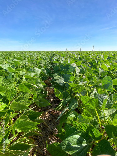 Soybeans cultivated in brazil.