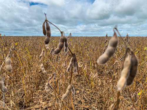 Soybeans cultivated in a no till system in Brazil.