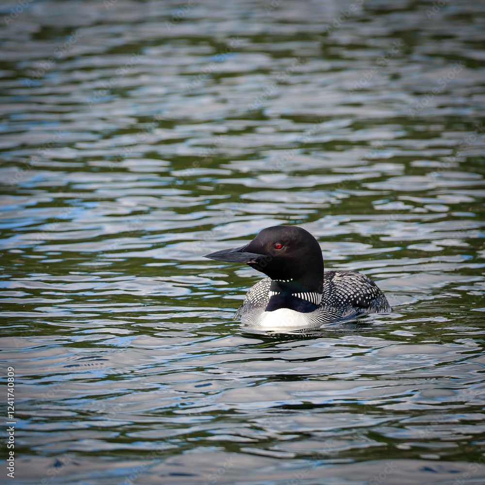 A beautiful Common Loon, gavia immer, swims on the water of a Minnesota lake.