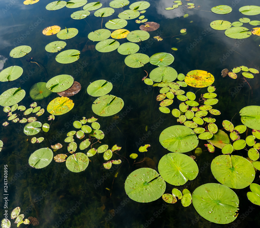 Lily pads in various states of decay, floating on the water of a lake in Minnesota