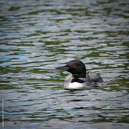 Obraz na płótnie A beautiful Common Loon, gavia immer, swims on the water of a Minnesota lake. w salonie