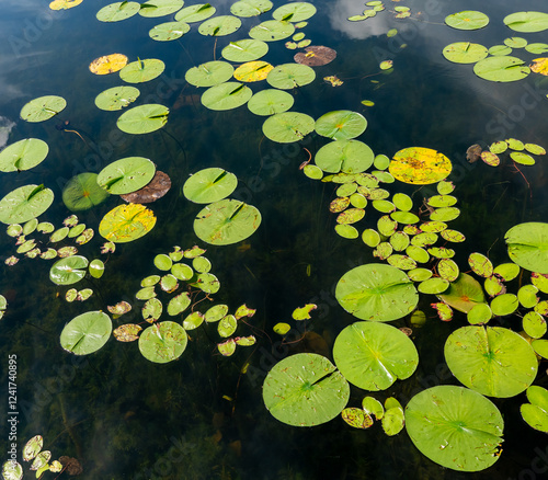 Lily pads in various states of decay, floating on the water of a lake in Minnesota