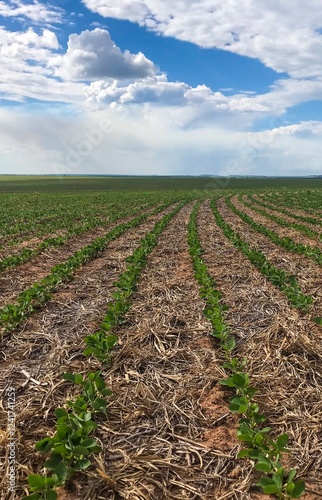 Row crops growing in the field.