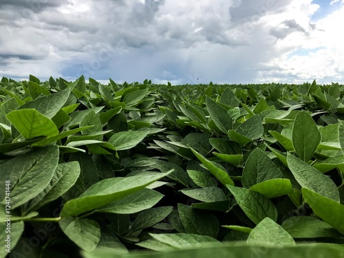 Soybeans cultivated in brazil. photo