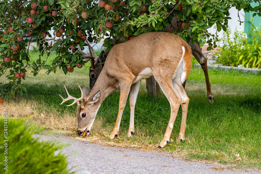 custom made wallpaper toronto digitalUSA, Montana, Missoula. White-tailed deer male eating apple in urban neighborhood.