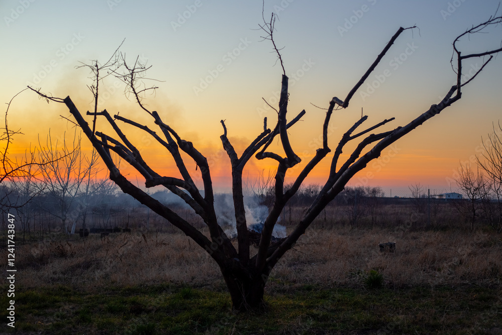 Obraz premium Garden waste in the garden area is burned on an autumn evening, at sunset, smoke from the fire against the background of a spreading bare tree
