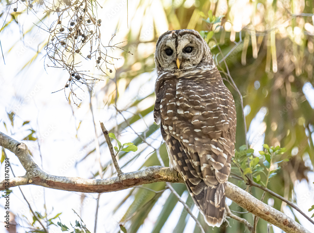 Obraz premium Owl Perched in Tree