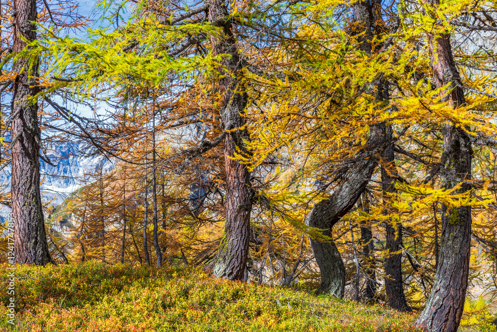 autumnal mountain landscape inside the Alpe Devero, Val D'Ossola, Verbania, Italia autumnal mountain landscape inside the Alpe Devero, Val D'Ossola, Verbania, Italia