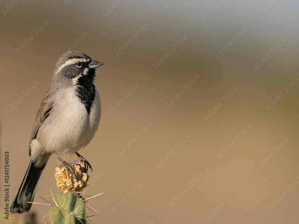 Naklejka premium Black-throated Sparrow singing, Embudito Canyon Trail, New Mexico