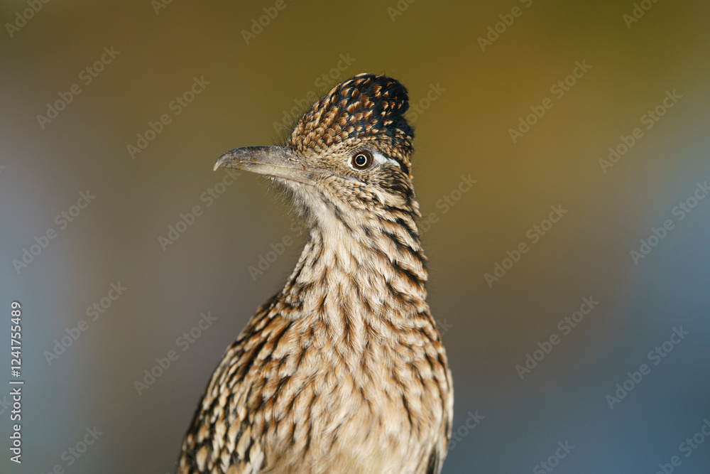 Fototapeta premium Greater Roadrunner, Tingley Beach, New Mexico