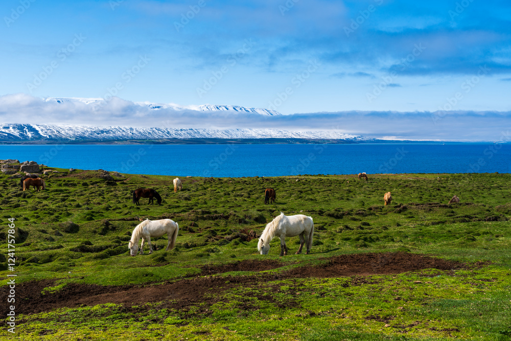 Isländische Ponys beim grasen in den Westfjorden direkt am Wasser bei strahlend blauem Himmel di
