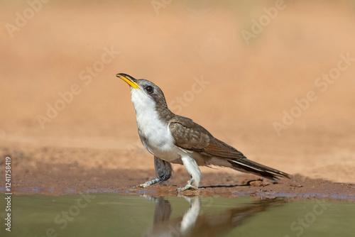 USA, Texas, Starr County. Santa Clara Ranch, yellow-billed cuckoo drinking photo