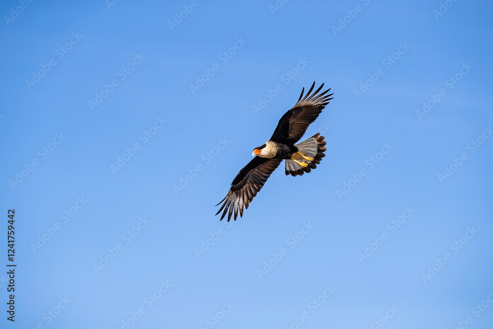 Fototapeta premium USA, Texas, Starr County. Santa Clara Ranch, crested caracara in flight