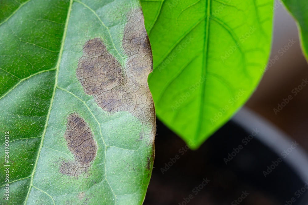 Avocado leaf disease, brown tips of leaves due to chloride levels