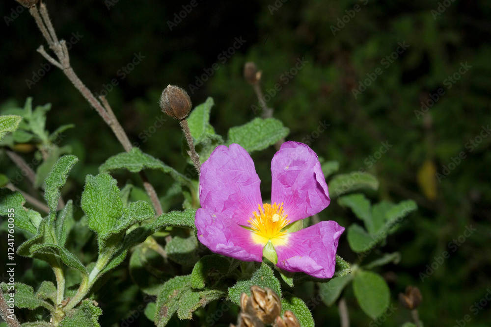 Obraz premium purple flower in the garden, Grey-haired rockrose (Cistus incanus, Cistus creticus), flower, medicinal plant. Sardinia, Italy