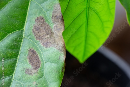 Obraz na płótnie Avocado leaf disease, brown tips of leaves due to chloride levels w salonie