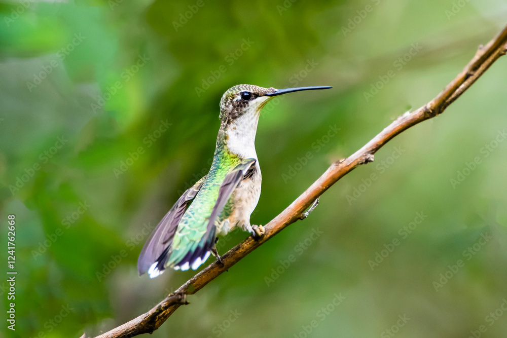 Fototapeta premium USA, Texas, Hidalgo County. Black-chinned hummingbird perched.