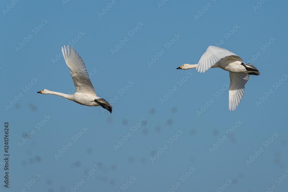 Obraz premium Tundra Swan, Bewick's Swan, Cygnus columbianus at winter in Slimbridge Mashes, England