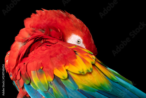 red and yellow macaw