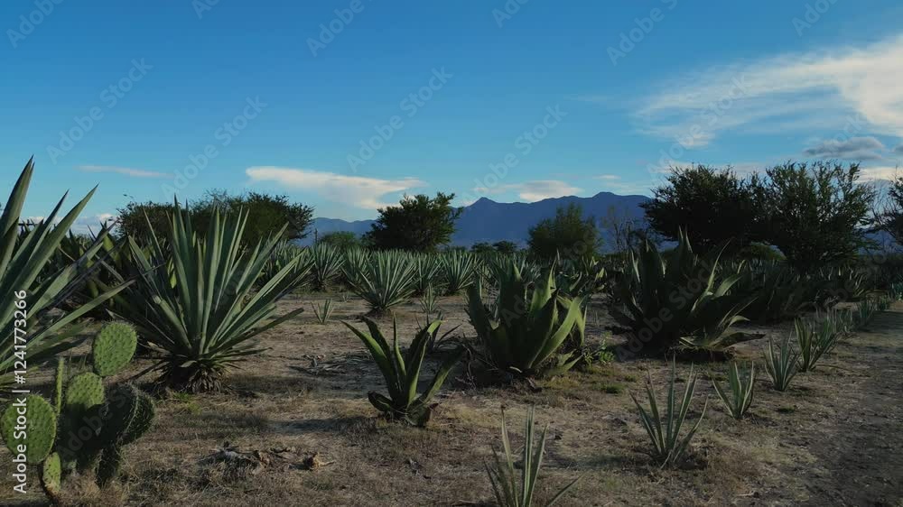 campo de agave en una casa mezcalera de Oaxaca, mezcal artesanal de santiago matatlán campo de agave en una casa mezcalera de Oaxaca, mezcal artesanal de santiago matatlán