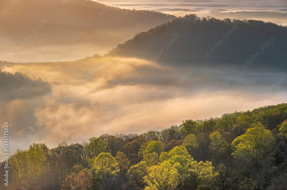 Obraz premium USA, Tennessee, Great Smokey Mountains National Park. Sunrise on foggy mountains and forest.