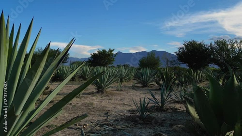 campo de agave en una casa mezcalera de Oaxaca, mezcal artesanal de santiago matatlán  photo