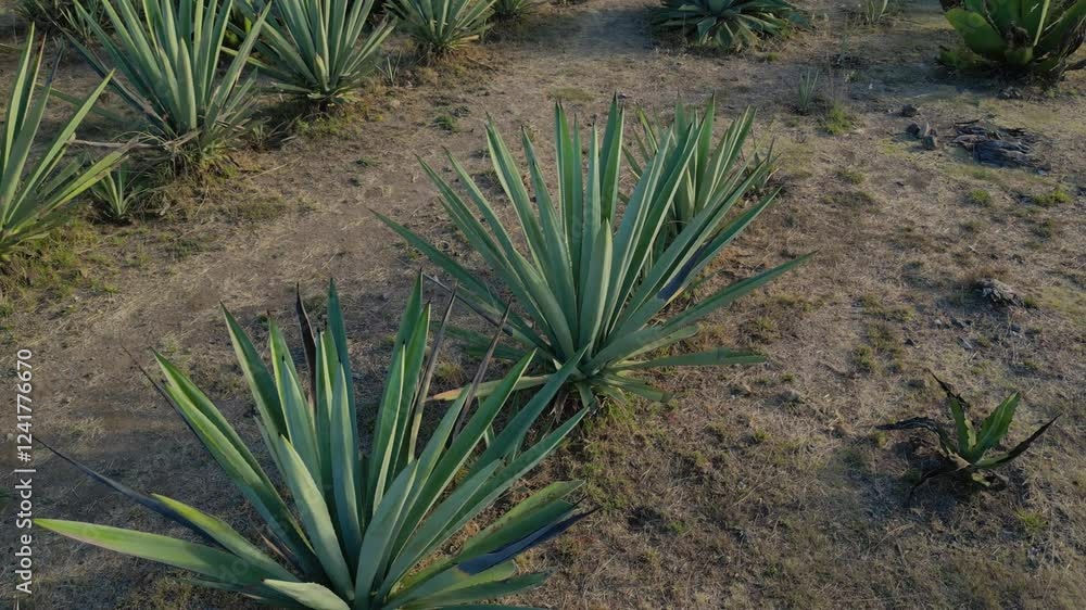 Campo de agave espadín en el municipio de Santiago Matatlán, Oaxaca. Turismo de destilado de agave: mezcal Campo de agave espadín en el municipio de Santiago Matatlán, Oaxaca. Turismo de destilado de agave: mezcal