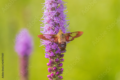 Hummingbird Clearwing moth at Prairie Blazing Star, Effingham County, Illinois photo