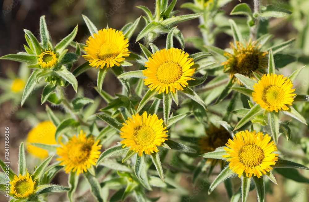 wild plants. self-growing yellow flowers in nature. wild plants. self-growing yellow flowers in nature.
