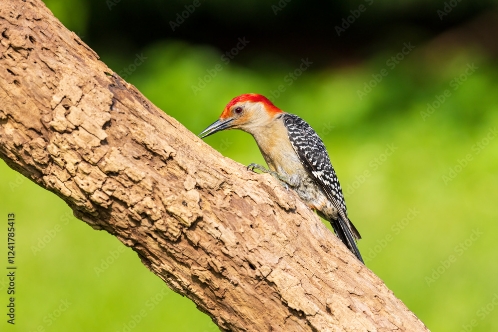 Red-bellied Woodpecker male on dead tree, Marion County, Illinois. Red-bellied Woodpecker male on dead tree, Marion County, Illinois.