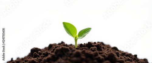 Young green plant sprout growing in rich brown soil