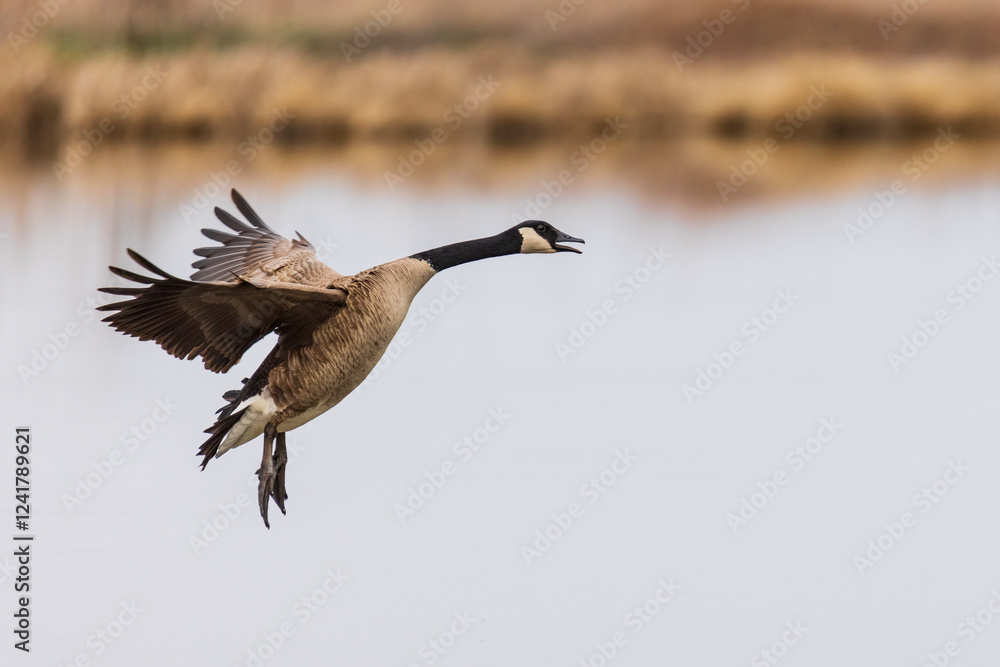 Obraz premium Canada Goose landing in wetland, Marion County, Illinois.