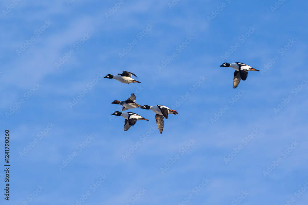 Obraz premium Common Goldeneyes in flight, Clinton County, Illinois.