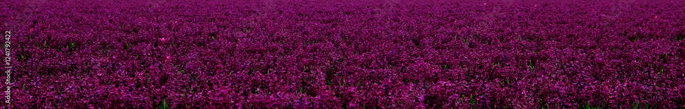 Spring flower field in the Netherlands with rich purple hyacinths. Banner. Floral background. Spring flower field in the Netherlands with rich purple hyacinths. Banner. Floral background.