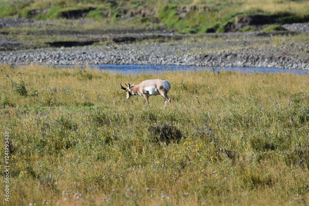 Fototapeta premium Wildlife in Yellowstone National Park