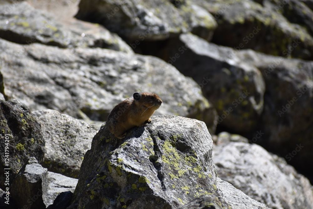 Wildlife in Yellowstone National Park Wildlife in Yellowstone National Park
