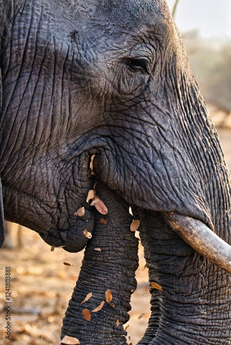 Elefant beim Laubfressen  photo