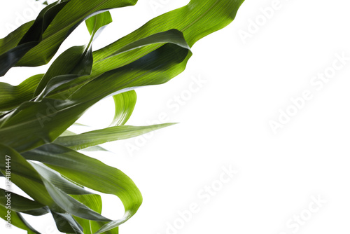 Young corn plants, in a corn field, close-up, green leaves, stem. Agriculture concept.