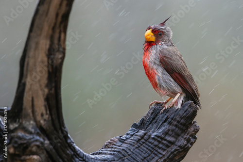 USA, South Texas. Pyrrhuloxia, desert rain shower photo