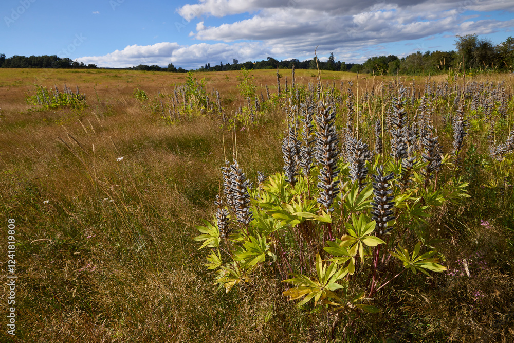 Obraz premium Blue-pod lupine in seed on the oak savannah.